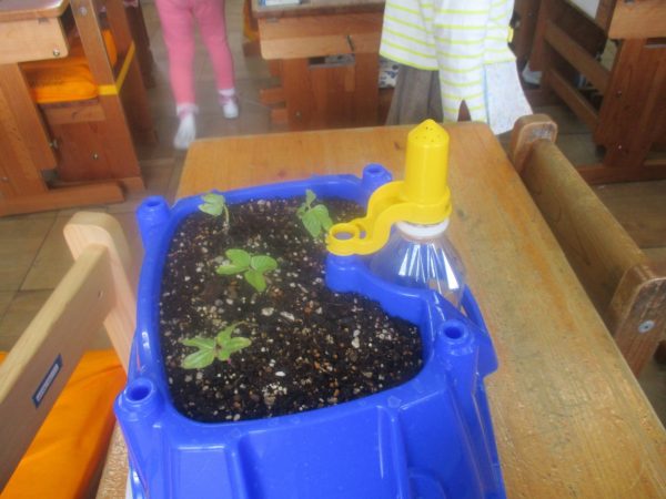 朝顔の芽がでたよ 長泉町立長泉小学校