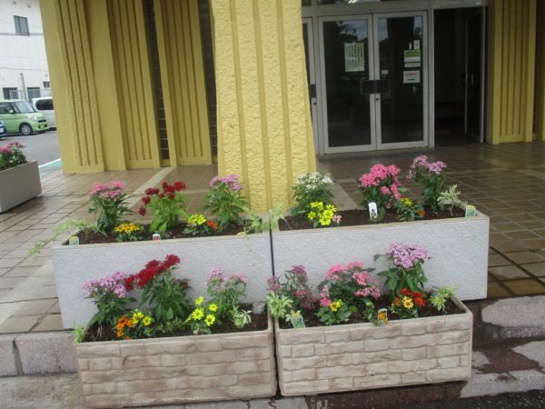 玄関前花壇が夏のお花になりました 長泉町立長泉小学校